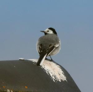 White Wagtail