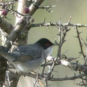 Sardinian Warbler