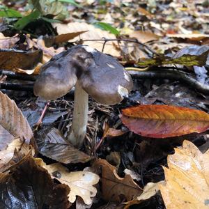 Fawn Mushroom