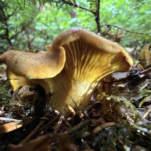 Chanterelle, Common