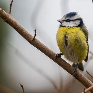 Blue Tit