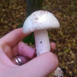 Death Cap