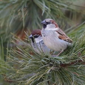 House Sparrow