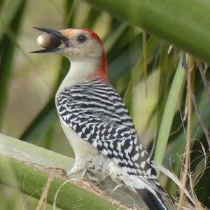 Red-bellied Woodpecker