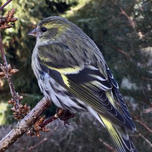 Eurasian Siskin