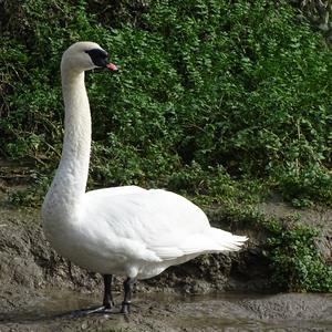 Mute Swan