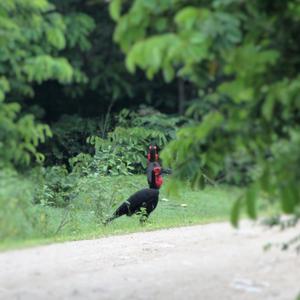 Southern Ground-hornbill