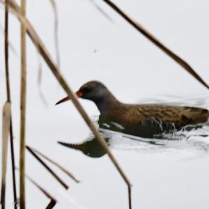 Water Rail