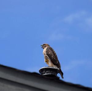 Rotschwanzbussard