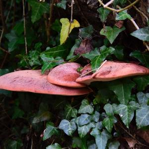 Beefsteak Polypore