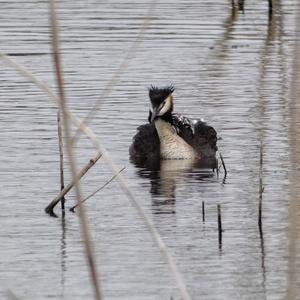 Great Crested Grebe