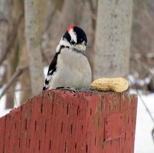 Downy Woodpecker