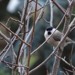 Willow Tit