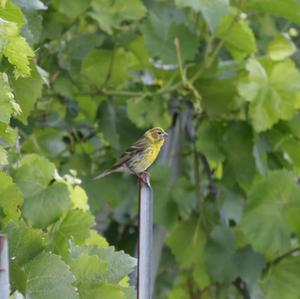 European Serin