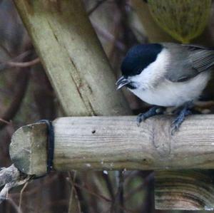 Marsh Tit