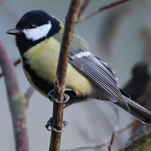 Great Tit