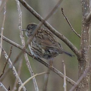 Corn Bunting