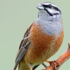 Cirl Bunting