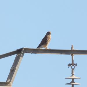 Common Kestrel