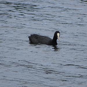 Bläßhuhn