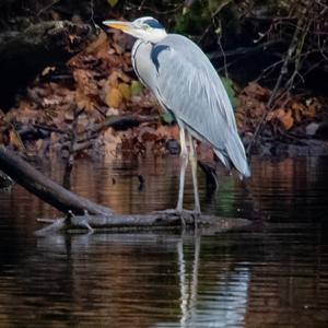 Grey Heron