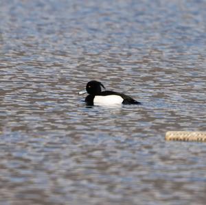 Tufted Duck