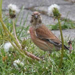 Eurasian Linnet