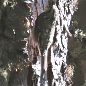 Eurasian Treecreeper