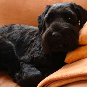 Standard Schnauzer