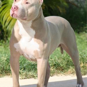 American Pit Bull Terrier