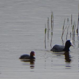 Common Coot