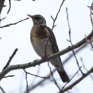 Fieldfare