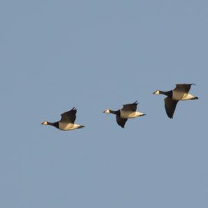 Barnacle Goose