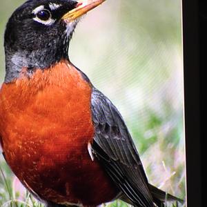 Ring Ouzel