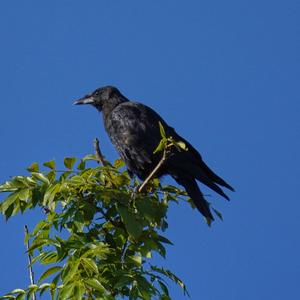 Carrion Crow