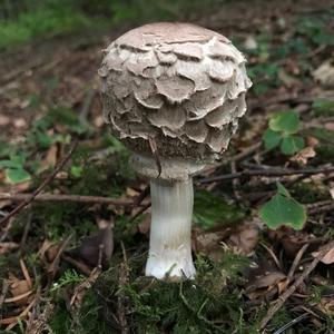 Shaggy Parasol