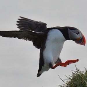 Atlantic Puffin