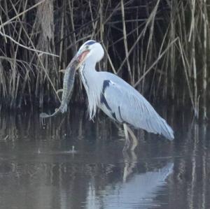 Grey Heron