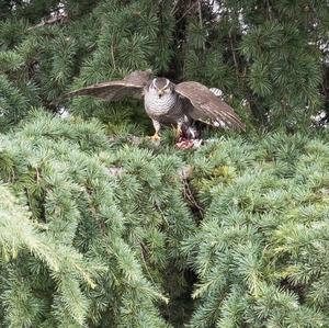 Mäusebussard