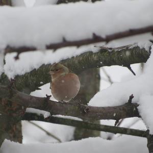 Eurasian Chaffinch