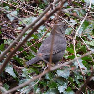 Eurasian Blackbird