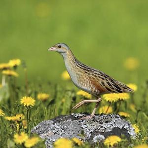 Corncrake