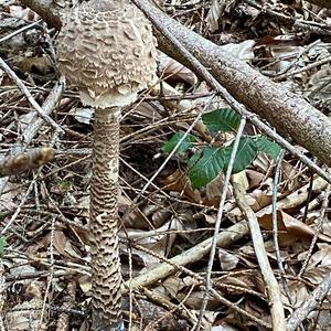 Parasol Mushroom