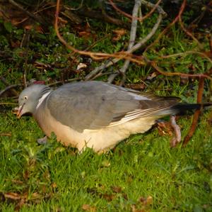 Common Wood-pigeon