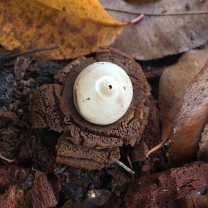 Collared Earthstar