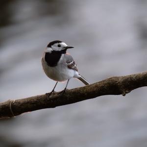 White Wagtail