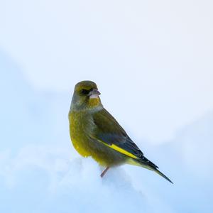 European Greenfinch