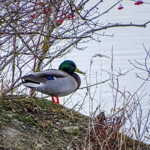 Mallard