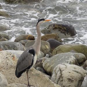 Grey Heron