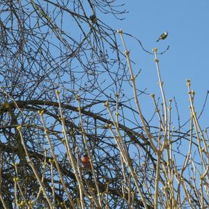 Blue Tit